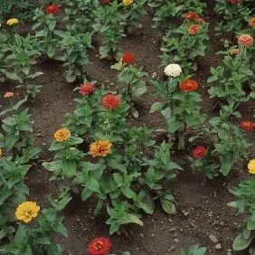 thumbnail for publication: Zinnia spp. Zinnia